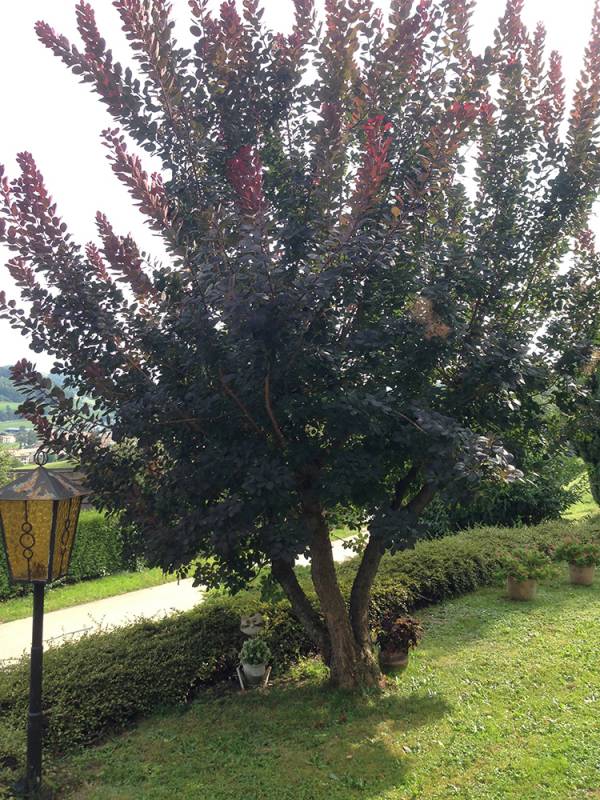 arbres d'ornement à tailler